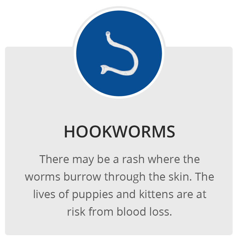 Hookworms  MilbeGuard® from Ceva